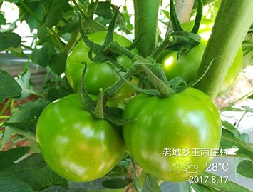 云南化肥实验基地