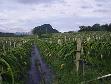 广西项目照片--火龙果