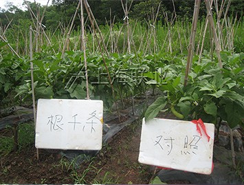 根千条“水溶肥获客户认可
