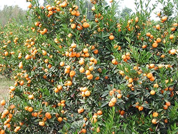 广西柑橘