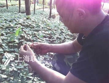 “谷霖”富镁生物有机肥用在三七上效果突出