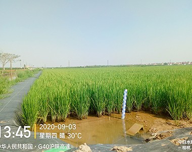 上海市崇明岛“两无化”水稻基地调研