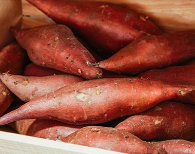 脱毒红薯种植技术