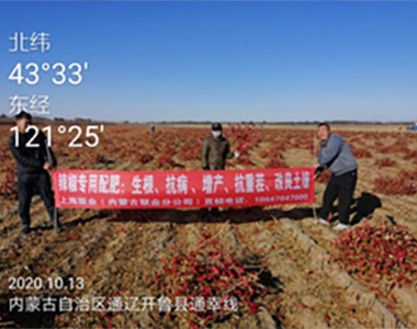 上海联业农业科技有限公司业务人员在内蒙古通辽开鲁县水溶性肥料进行测产宣...