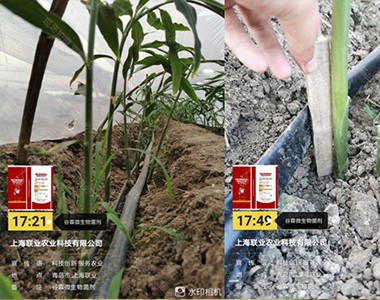 大姜种植技术与管理