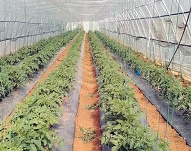 PK 0-45-45走进大棚番茄地