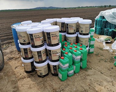 白菜种植技术及管理方法