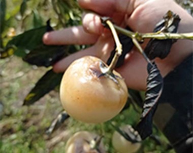 人参果后期回访，并计划来年