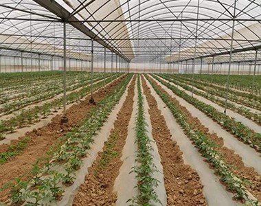 云南联业走访番茄基地