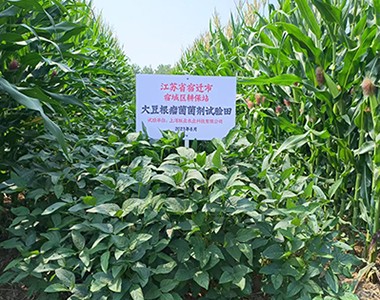 宿迁市大豆根瘤菌菌剂试验田
