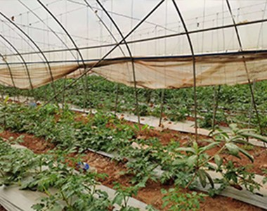 根千条为番茄种植解决生根问题