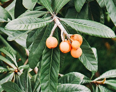 枇杷栽培技术要点