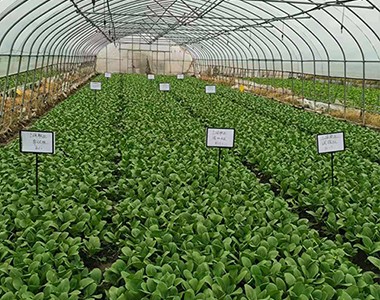 上海润静果蔬专业合作社对我公司有机水溶肥进行实验