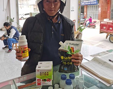 “易普朗”缓释氮肥——小黄姜的福星