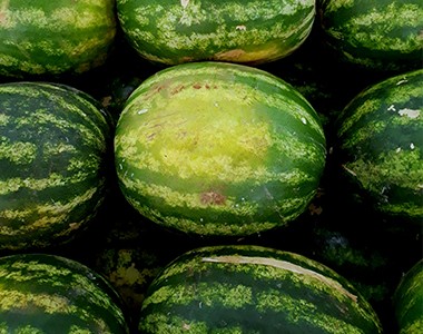 大棚早春西瓜栽培技术