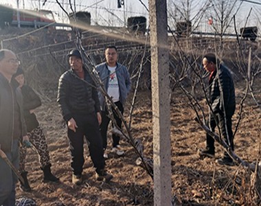 上海联业秋月梨合作基地冬季修剪指导