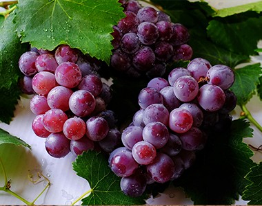 高产葡萄施肥技术指导