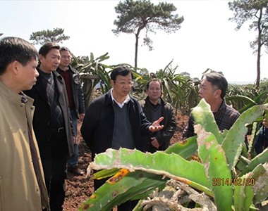 上海联业农业科技有限公司积极参与广西钦州钦南区特色水果产业发展