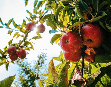 板扎果业基地谷霖示范园建立