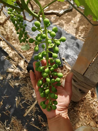 上海联业下基地