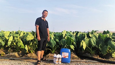 根千条套装使用效果