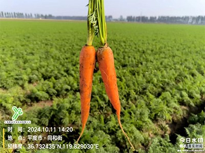 示范作物：胡萝卜