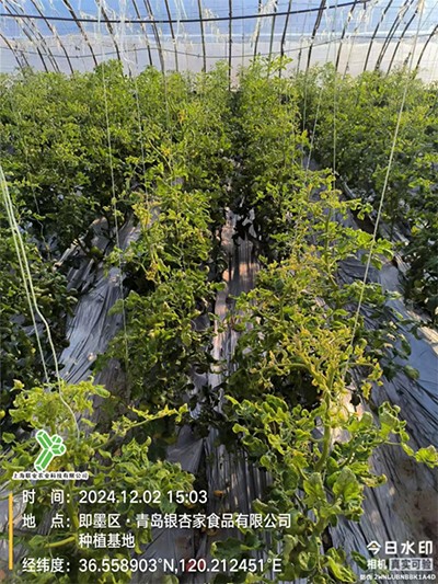 含氨基酸水溶肥产品试验