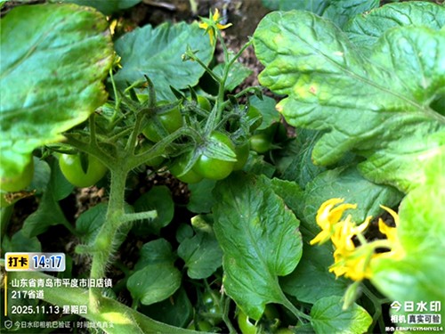 示范田中的釜山88小番茄